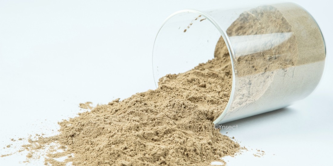 Alimentation de demain : Ynsect lève 190 millions d'euros supplémentaires
