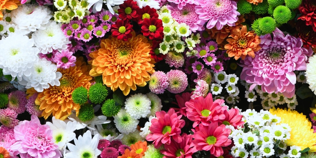 WeTradeLocal.io engrange 5,5 millions d'euros pour relocaliser la culture florale